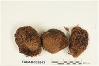 藏品(曲尾苔科)的圖片